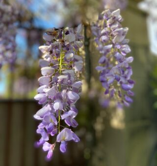 Colour has arrived at La Source Tranquille ????