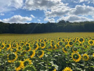 You don’t have to go south to get these beautiful flowers ???? advice from a sunflower - be bright, sunny and positive. Spread seeds of happiness. Rise and shine and hold your head up high ???? ##sunflower #sunflowerfield #summer #flowers #nature #walks #countryside #france #oise #mouy #picardie #photography #gite #vacances #vakantie #holidays #cyclinglife