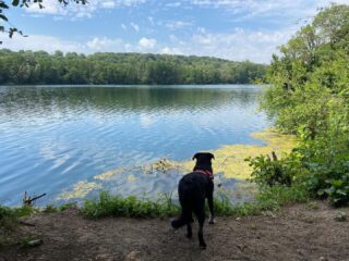 Enjoying the views #views #lake #maysel #nature #dogsofinstagram #walk #fitness #mindfulness #picardie #travel #tourisme #oise #france #hautdefrance #vakantie #vacances #peace #tranquility #summer